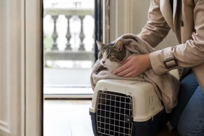 Chat enveloppé dans une serviette posé sur une caisse rigide prêt au transport d'urgence