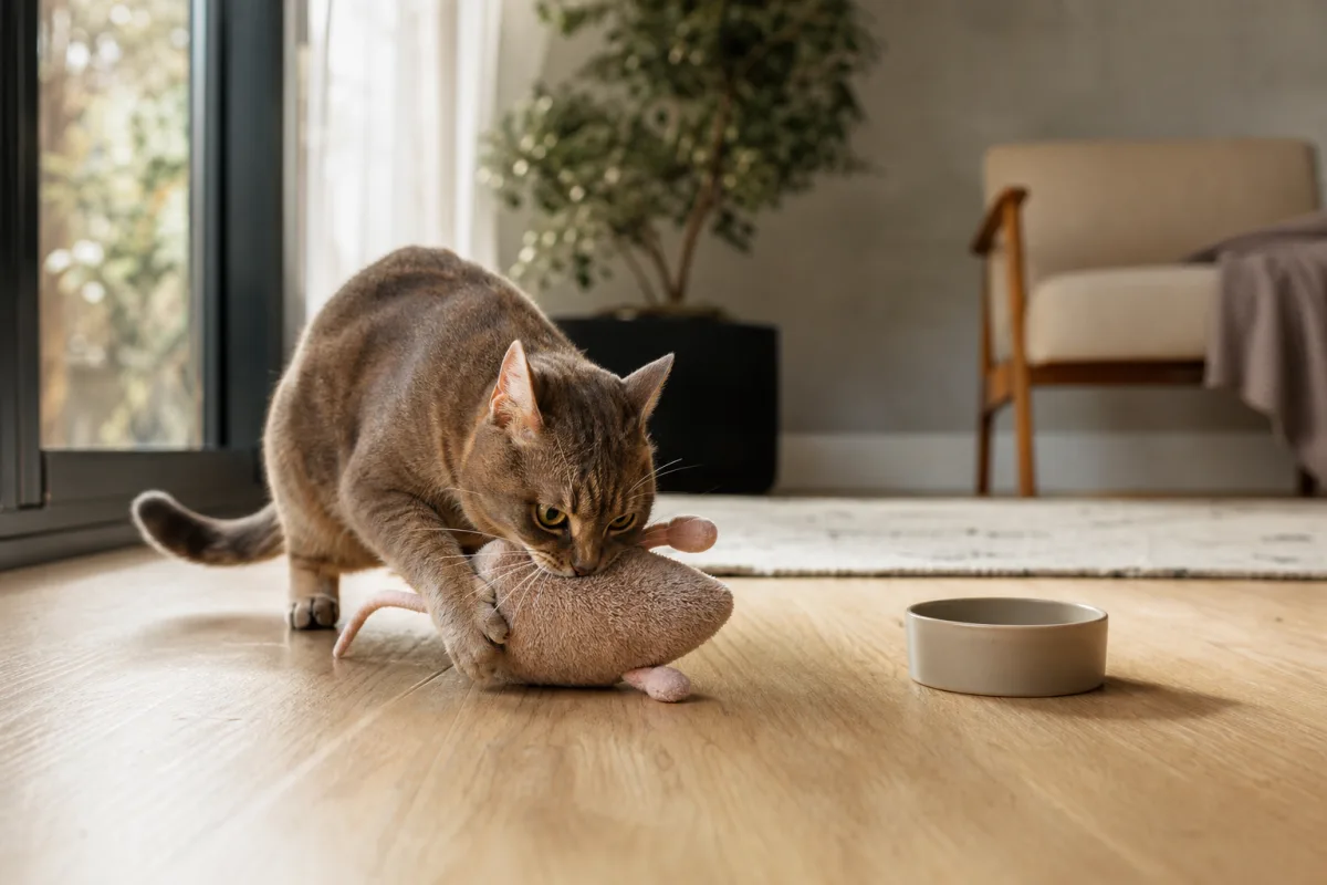 Chat tenant une proie souple en bouche sur le sol, gamelle à proximité, pièce dégagée et éclairage naturel