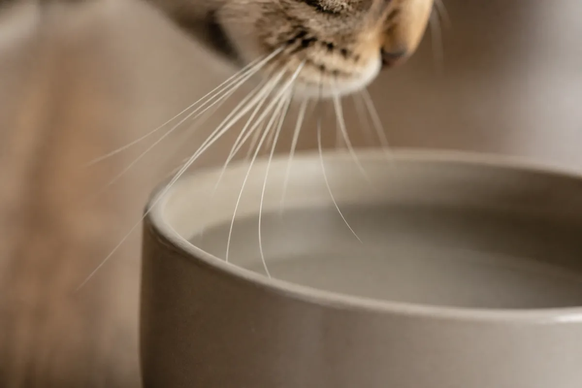 Vibrisses de chat effleurant le bord d’un bol d’eau