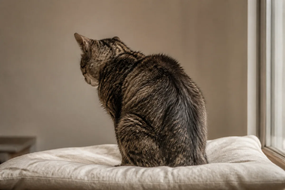 Chat vu de trois quarts, dos voûté et poil émoussé, posture figée